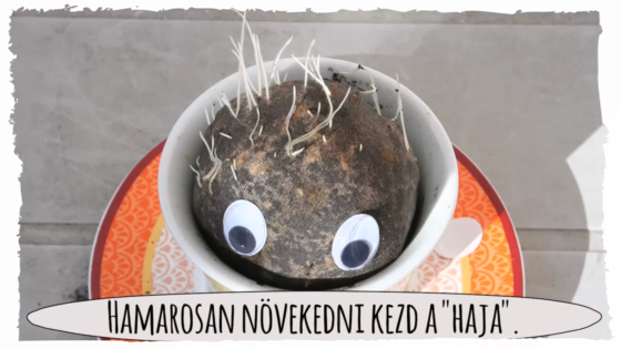 Ültessünk búzát